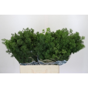 Asparagus Umbellatus