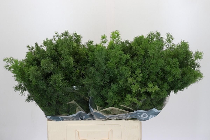 <h4>Asparagus Umbellatus</h4>