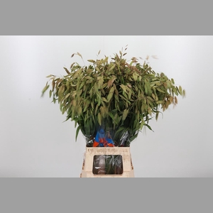 Chasmanthium Latifol