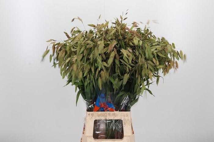 <h4>Chasmanthium Latifol</h4>