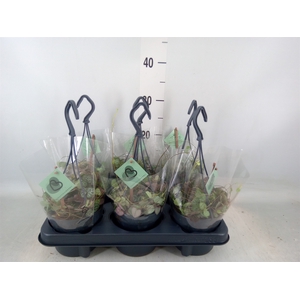 Ceropegia woodii ssp. woodii