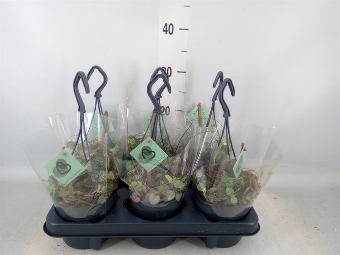 <h4>Ceropegia woodii ssp. woodii</h4>