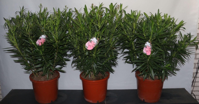 <h4>Nerium oleander</h4>
