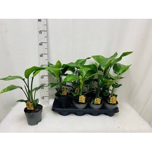 STRELITZIA NICOLAI