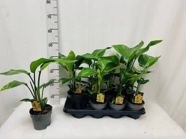 <h4>STRELITZIA NICOLAI</h4>