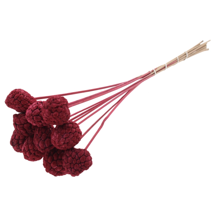 <h4>Atta Fruit on stem Intense Burgundy</h4>