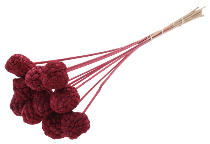 Atta Fruit on stem Intense Burgundy