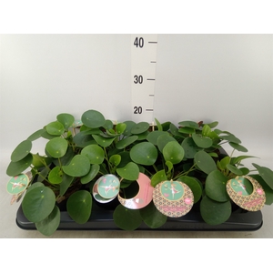Pilea peperomoides