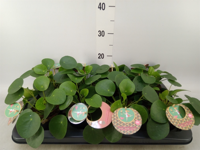 <h4>Pilea peperomoides</h4>