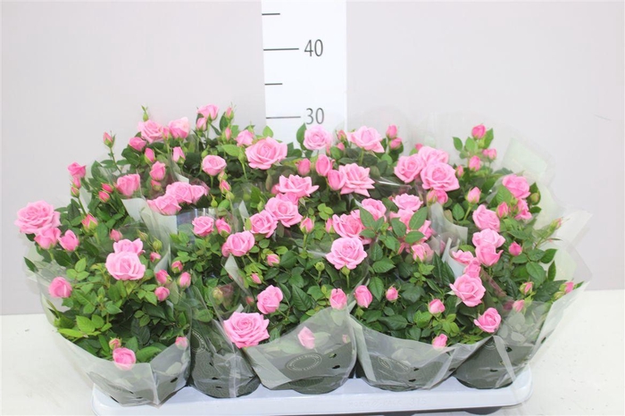 <h4>Rosa Kordana Licht Roze</h4>