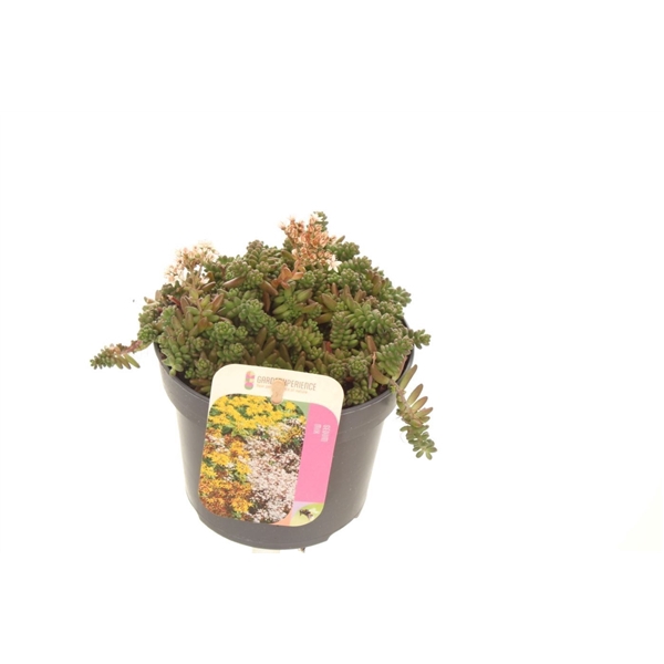 <h4>Sedum album Coral Carpet</h4>