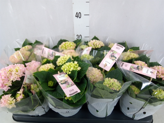 <h4>Hydrangea mac. 'Magical Revolution'</h4>