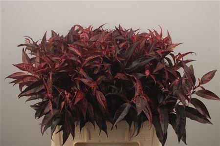 <h4>Leucothoe Klbh Rood</h4>