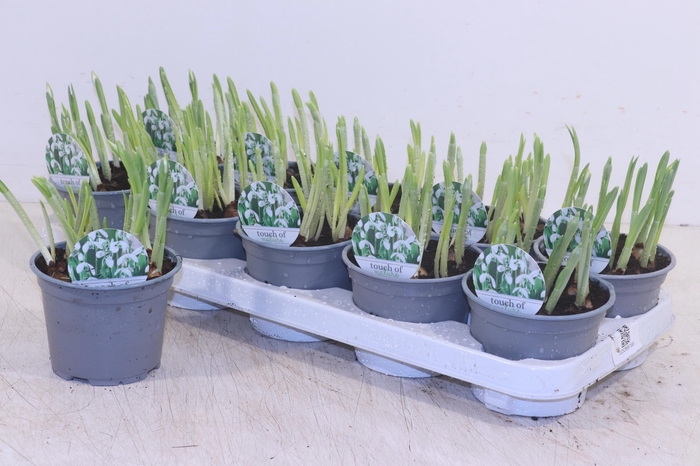 <h4>GALANTHUS HIPPOLYTA</h4>