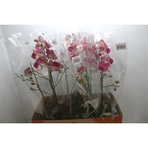 PHALAENOPSIS P15 VINHO PERFILHADA