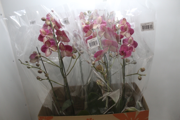 <h4>PHALAENOPSIS P15 VINHO PERFILHADA</h4>