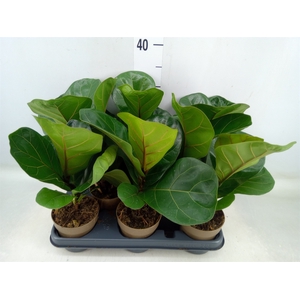 Ficus lyrata