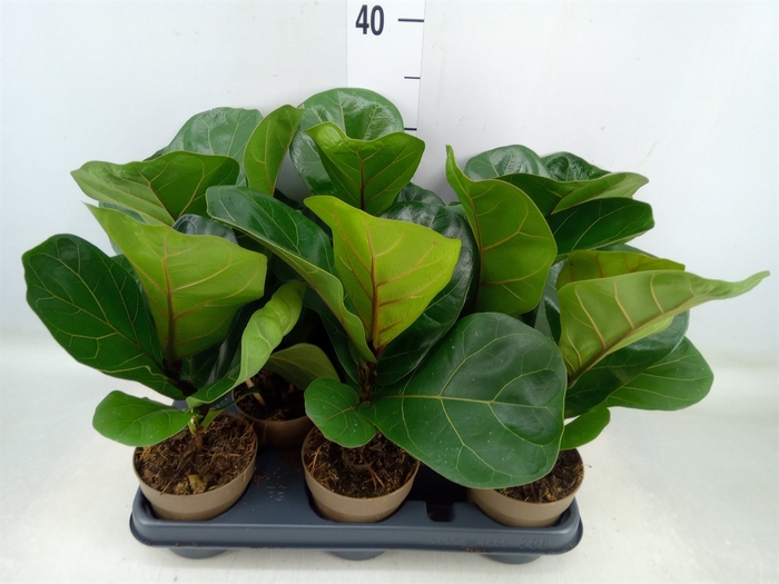 <h4>Ficus lyrata</h4>