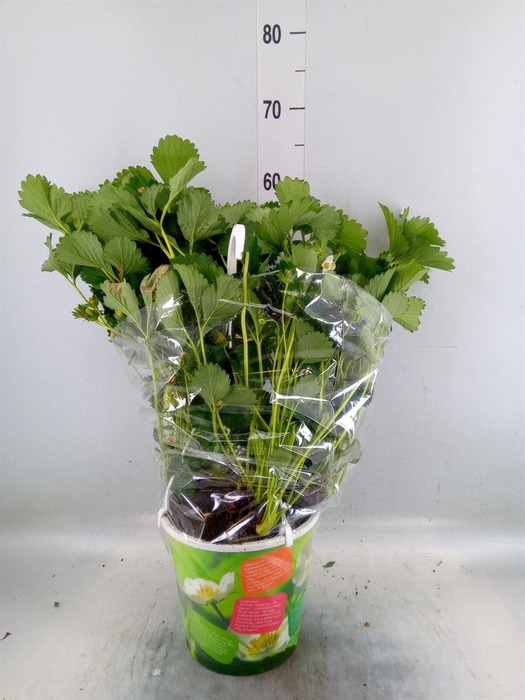 <h4>Fragaria ...</h4>