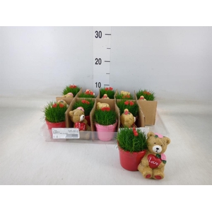 Arr.   Kamerplant Groen L%