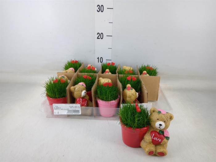 <h4>Arr.   Kamerplant Groen L%</h4>