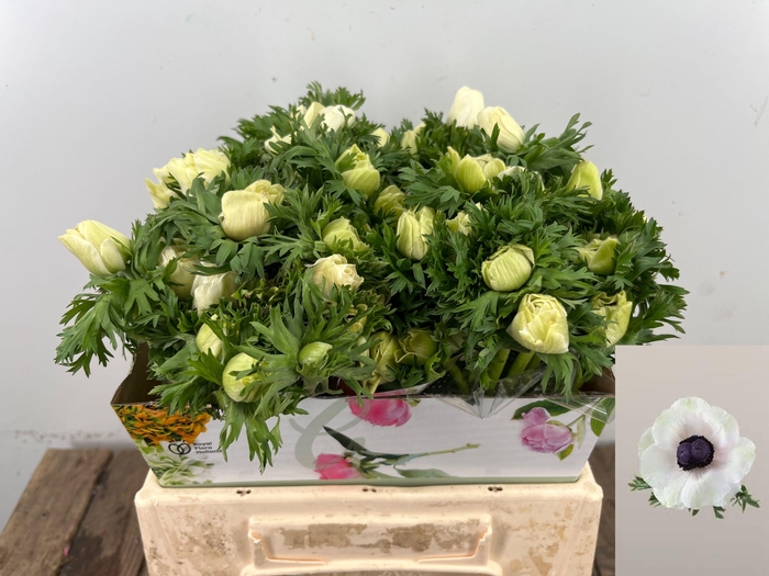 <h4>ANEM CO MAR PANDA</h4>