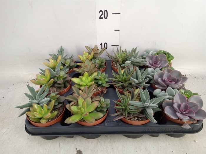 <h4>Succulents   ...</h4>