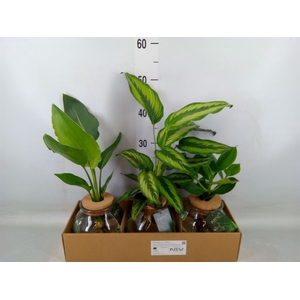 Planten  ..mix