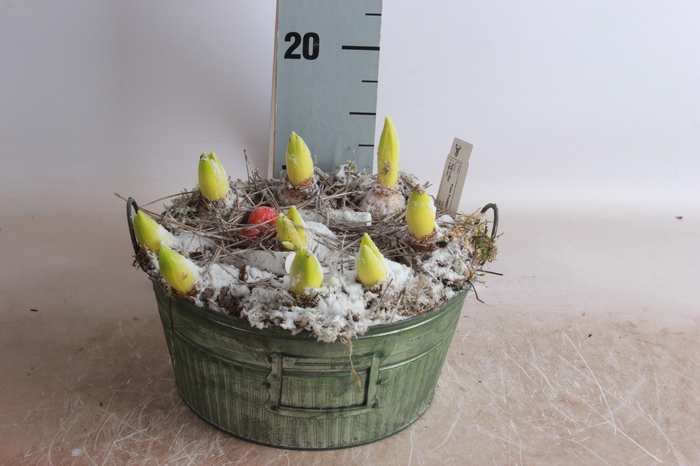 <h4>ARR BOL KNOLGEWAS</h4>