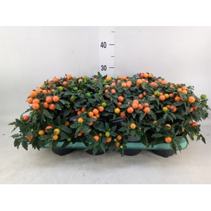 Solanum pseudocapsicum 'Megaball'