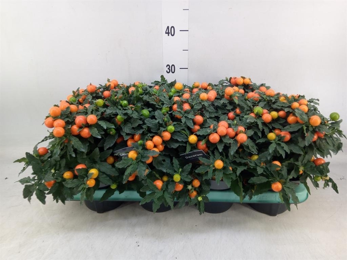 <h4>Solanum pseudocapsicum 'Megaball'</h4>