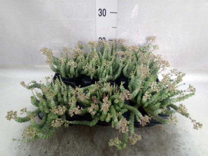 <h4>Crassula marnieriana</h4>