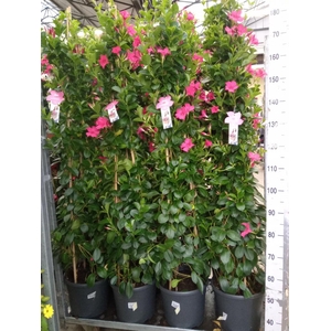 Mandevilla sand. 'SumStar Pink'