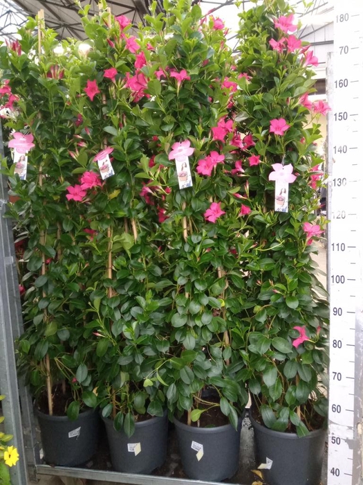 <h4>Mandevilla sand. 'SumStar Pink'</h4>