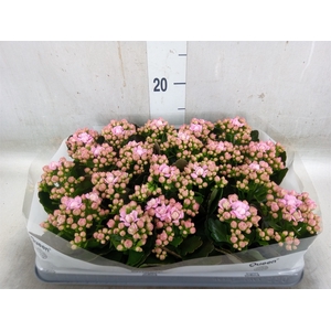 Kalanchoe  'MoreFlow Lillian'