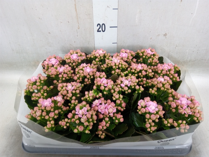 <h4>Kalanchoe  'MoreFlow Lillian'</h4>