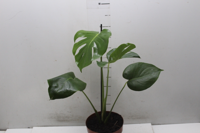 <h4>MONSTERA DELICIOSA P17</h4>