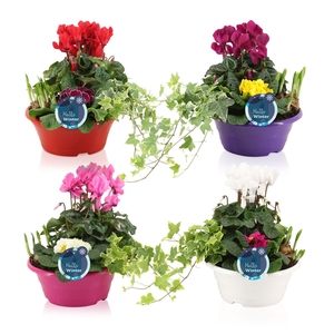 Winter trio in schaal 'Snow'