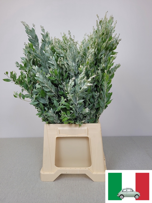 ACACIA DENNIS BODEN PB