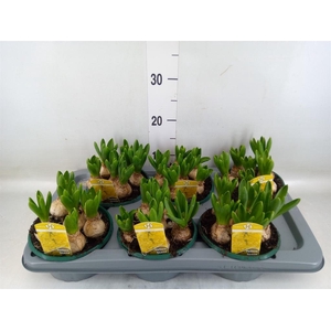 Hyacinthus orie. 'Yellowstone'