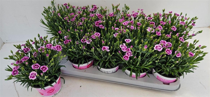 <h4>Dianthus Pink Kisses</h4>