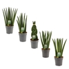 Sansevieria Cylindrica 12 cm Mix