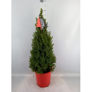 Picea glauca 'Perfecta'