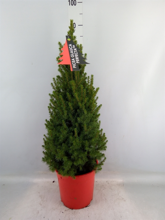 <h4>Picea glauca 'Perfecta'</h4>