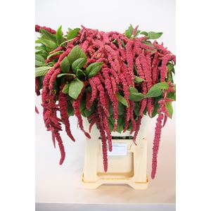AMAR CA RED CORD