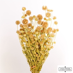 Dried Scabiosa Naturel Bunch Poly