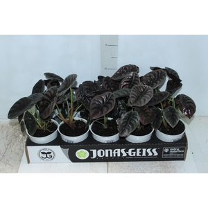 ALOCASIA CUPREA P12