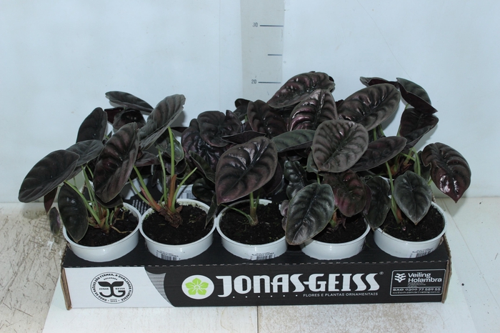 <h4>ALOCASIA CUPREA P12</h4>
