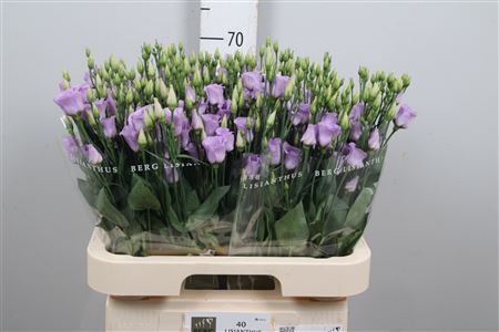 <h4>Eus E Picco Lavender</h4>