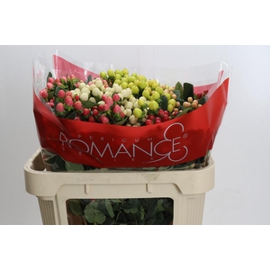 Hypericum Rainbow Romance Spray